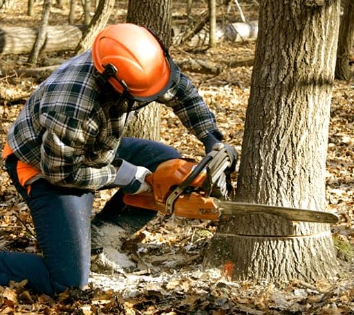Tree Removal in East Andover, ME